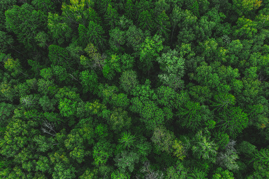 Aerial view of the beautiful green forest. Forest texture top view © Evgenia Terekhova