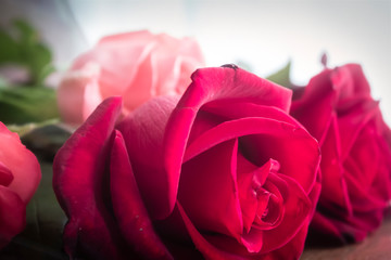 Red roses for the holiday. A close up shot of red roses. Visible petals structure and tiny details.