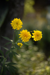 Autumn flowers-golden balls