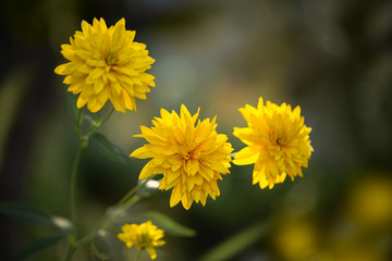  Autumn flowers - golden balls during flowering in the garden
