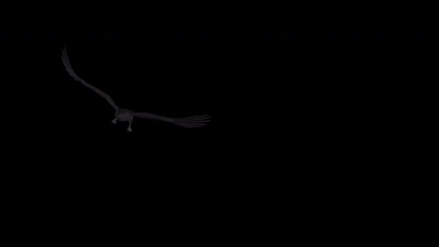 Black bird IV as raven, crow or rook aggressively flying over screen with alpha channel. Realistic 3D animation isolated on transparent background.