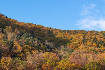 Forest autumn season fall