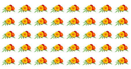 Pattern marigolds isolated on a white background. French calendula with red and yellow flowers close-up. Pattern Marigold flower, Marigold erect, Mexican marigold isolated on white background.