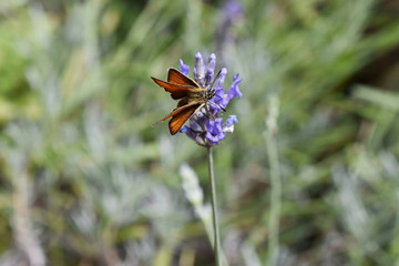  Farfalla  grande skipper Ochlodes venata