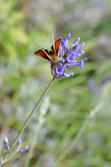  Farfalla  grande skipper Ochlodes venata