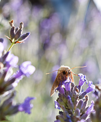 falena bianca su fiore di lavanda
