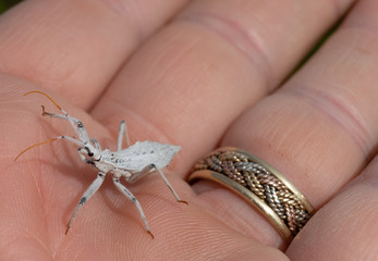 Close up of black & white Wheel Bug (Arilus cristatus) in male hand next to ring on finger. Shot in western highlands of Panama (Tierras Altas).