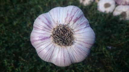 garlic in the garden