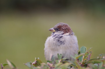Sparrow sits on a branch of shrubs in autumn