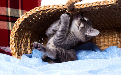 little kitten sits in a basket