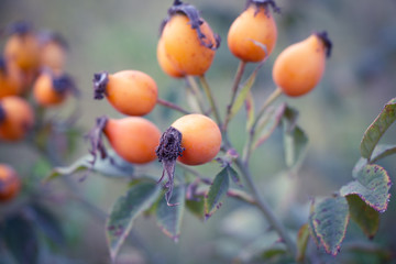 Ripe rose hips. Medicinal plant.