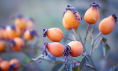 Ripe rose hips. Medicinal plant.