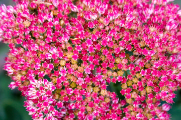 Fototapeta premium purple flowers in the garden