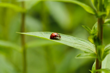 Marienkäfer läuft auf einem Blatt im Grünen Coccinellidae