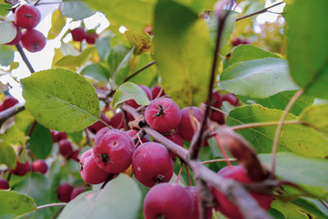 red berrys on a branch
