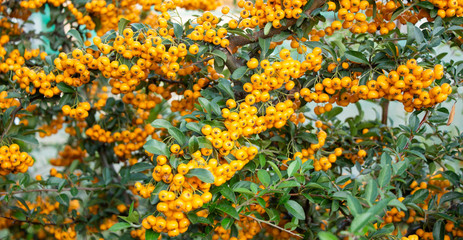 Pyracantha. Yellow berries on a bush.