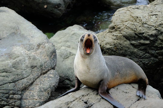 New Zealand Fur Seal near Kaikoura, Canterbury, New Zealand