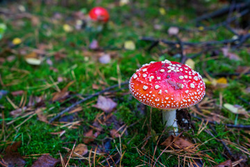 Grzyb muchomor czerwony © SebbPL