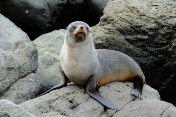 New Zealand fur seal near Kaikoura, Canterbury, New Zealand
