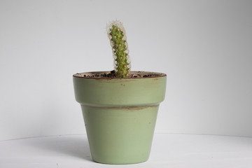 Cactus in a green pot. Succulent. Houseplants