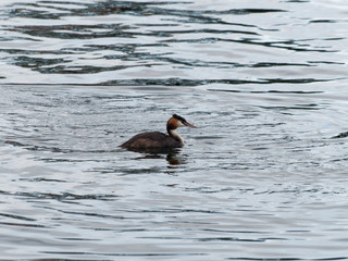Podiceps cristatus | Grèbe huppé nageant