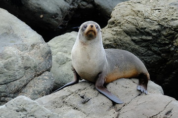 Obraz premium New Zealand Fur Seal near Kaikoura, Canterbury, New Zealand