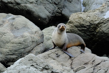 New Zealand Fur seal near Kaikoura, Canterbury, New Zealand