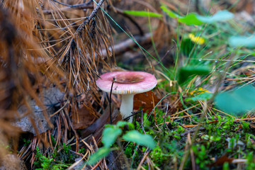 Jakiś muchar © SebbPL