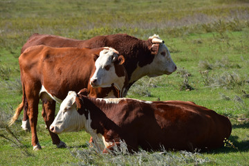 Hereford cattle in pasture.