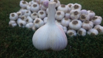 garlic in the garden,  garlic harvest