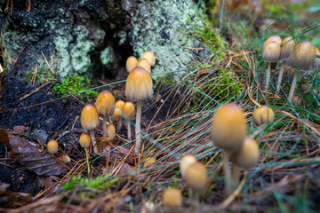 Muchary psiaki grzyby niejadalne © SebbPL