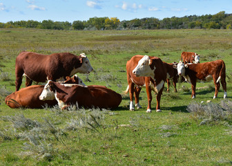 Fototapeta na wymiar Hereford cattle in pasture.