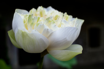 White Water lily white lotus close up in the small river