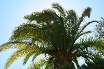 Fototapeta na wymiar Green palm trees and blue sky on a hot sunny day