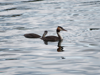Podiceps cristatus | Grèbe huppé adulte nageant et plongeant en compagnie d'un juvénile