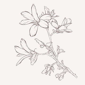 Sketch Floral Botany Collection. Magnolia flower drawings. Black and white with line art on white backgrounds. Hand Drawn Botanical Illustrations.  J