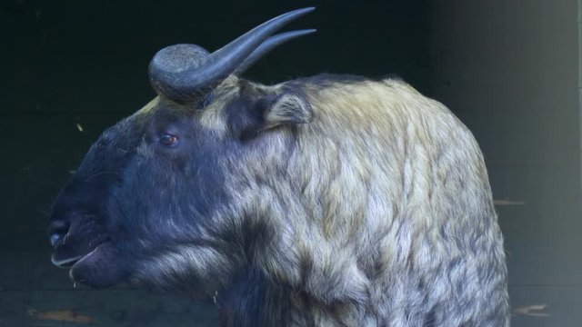 Close up of gnu goat  from the front chewing.