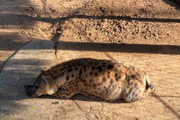 Pregnant hyena sleeping on sunny enclosure. Animal welfare in zoo. African predator or scavenger animal.
