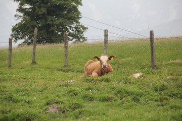 Kuh auf Weide