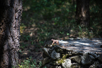 Brown bear walking in forest. Mini bear figure (or toy bear) at the park.