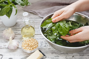 Woman hands washing green basil herb leaves on a rustic wooden white table for cooking pesto sauce from cheese, pine nuts, olive oil, basil. The concept of eco, healthy nutrition, herbs and spices