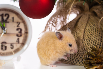 Symbol of the new year 2020. rat near the New Year tree, watches and gifts.
