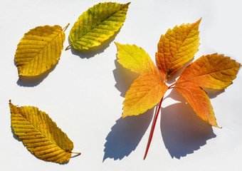 Isolated autumn leaves on white
