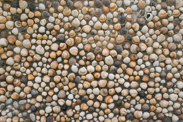 seashells, villa scenery, Spain