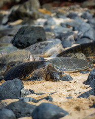 sea turtle resting on beach