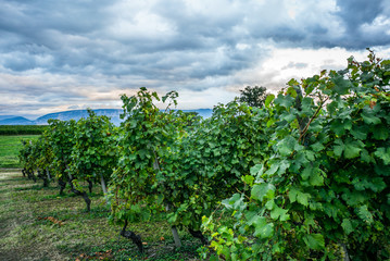 Fototapeta na wymiar The vineyards with ripe grapes coloring red and orange right before harvesting near Geneva in Switzerland - 6