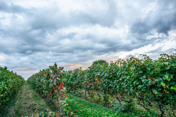 Fototapeta na wymiar The vineyards with ripe grapes coloring red and orange right before harvesting near Geneva in Switzerland - 10