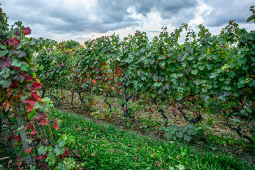 Fototapeta na wymiar The vineyards with ripe grapes coloring red and orange right before harvesting near Geneva in Switzerland - 11