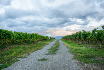 Fototapeta na wymiar The vineyards with ripe grapes coloring red and orange right before harvesting near Geneva in Switzerland - 13