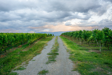 Fototapeta na wymiar The vineyards with ripe grapes coloring red and orange right before harvesting near Geneva in Switzerland - 12